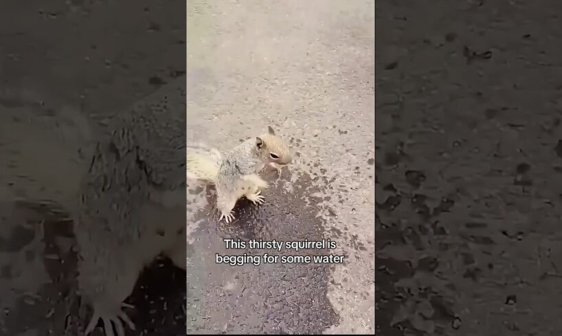 Small act of kindness, big change 💫 | Animal rescue moments।