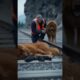 Smart dog stops train to save its children #dog #rescue #animalrescue #pets