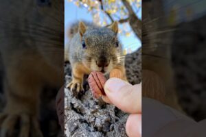 Squirrel Fishing with BB the Baby Squirrels #animals #games #reels #feed #play #sports #challenge #7