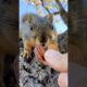 Squirrel Fishing with BB the Baby Squirrels #animals #games #reels #feed #play #sports #challenge #7