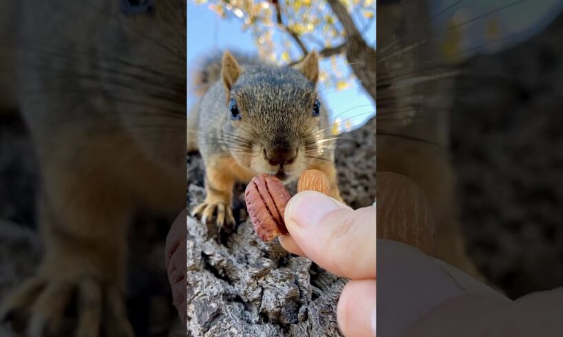 Squirrel Fishing with BB the Baby Squirrels #animals #games #reels #feed #play #sports #challenge #7