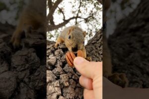 Squirrel Fishing with Baby Davey #animals #games #reels #feed #play #series #sports #fyp #live #bgmi