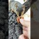 Squirrel Fishing with Big Nuts #animals #games #reels #feed #play #sports #challenge #new #free #fyp