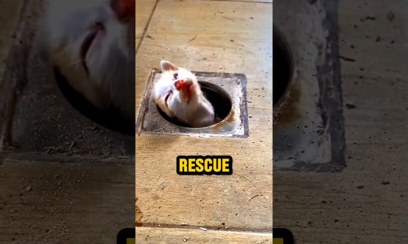 Stop these FAKE animal rescue ❌ #shorts