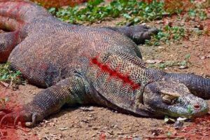 TOP-7 Animals That Will Easily Defeat Komodo Dragon!