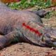 TOP-7 Animals That Will Easily Defeat Komodo Dragon!