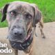 Terrified Rescue Dog Learns The Meaning Of Love | The Dodo