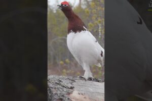 Thank you for coming to my TED talk 🎤 #Wildlife #Animals #Shorts