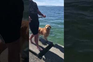 "The Cutest Puppies Doing the Silliest Things! 🐶 #PuppyFails #CuteDogs"