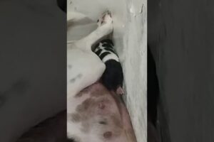 The Cutest Puppies Ever Born