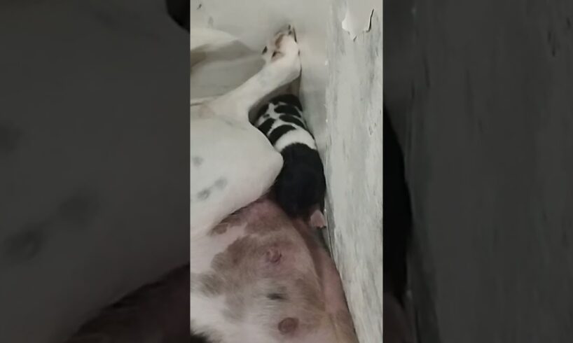 The Cutest Puppies Ever Born