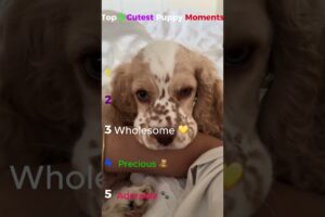 The Cutest Puppies You’ll See Today 🐾✨