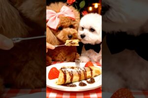 The Cutest Puppies🐶 dogs Poodle and Maltese ￼￼￼￼ eating crêpes for breakfast #cuteanimal #2025 ￼￼