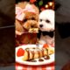 The Cutest Puppies🐶 dogs Poodle and Maltese ￼￼￼￼ eating crêpes for breakfast #cuteanimal #2025 ￼￼