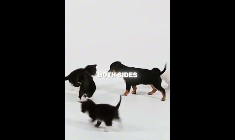 The Day Puppies Met Kittens for the First Time 🐶🐱💞 (🎥 @kritterclub) #shorts #cat #puppies #kitten
