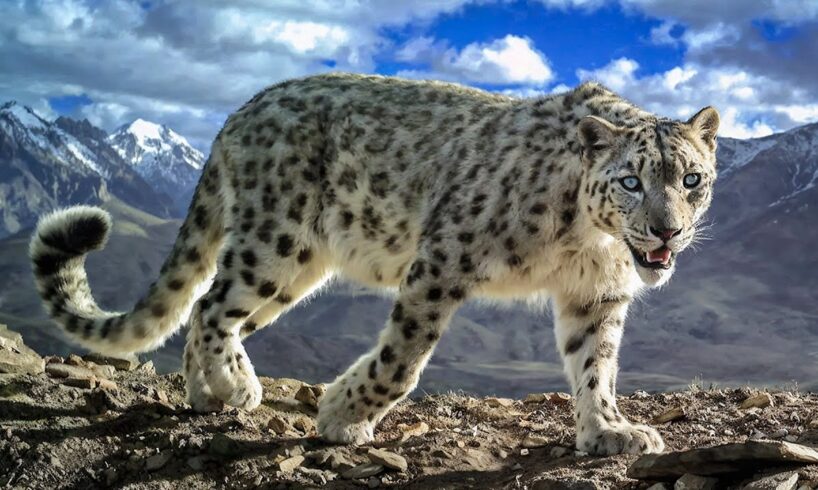 The Deadliest Predators of the Frozen Wild Fight to Survive | Animal Documentary