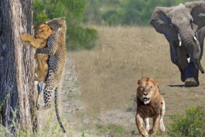 The Elephant Suddenly Appeared and Attacked The Lion, The Leopard Was Lucky To Escape The Lion
