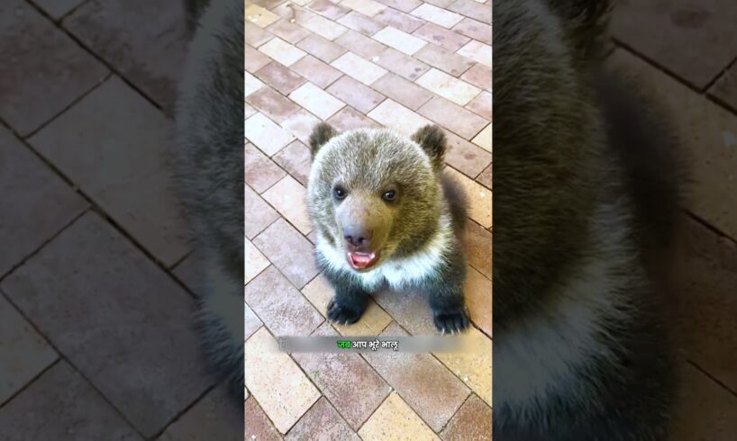 The Funniest Brown Bear 🐨 #shorts