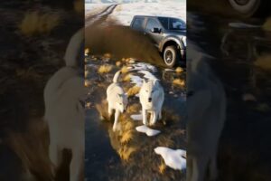 The Gray Wolves Save Their Pup With The Help of A Man #animals #rescue #dog