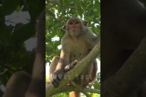 The Legend of and the Stolen Mangoes | మామిడికాయల దొంగకి🥹