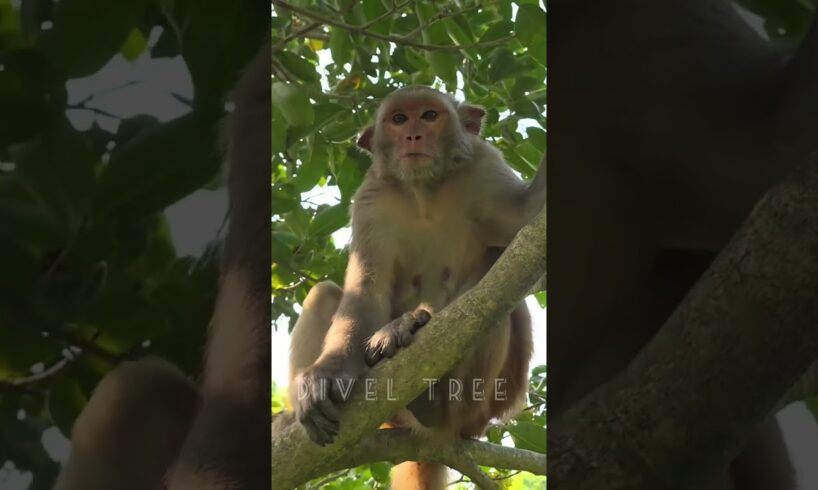 The Legend of and the Stolen Mangoes | మామిడికాయల దొంగకి🥹