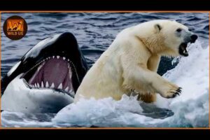 The Ruthless Predators At The Top Of The Arctic | Animal Fights