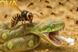 The Savage Battle for Survival of the Most Dangerous Insects | Animal Fight