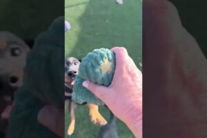 The cutest puppies in the world!!!  #puppiesofinstagram