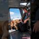 The dog saved the pilot. #rescue #animals #goldenretriever