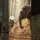 The elephant🐘will help the dog.🐕#animals #rescue #shorts