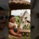 The joyful daily life of the cute baby and the magical cow 😂