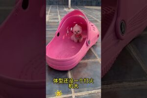 The love for these cute puppies grows day by day #dog #pet #cutedog #puppy #puppylove #cuteanimal