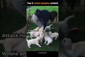 The top 5 cutest puppies in the world ranked!