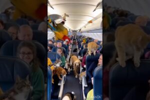 There are many animals playing on the plane.#Animals