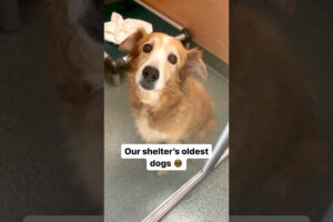 These dogs are growing old in a shelter 💔 Please consider adopting a senior dog today! #dog #rescue