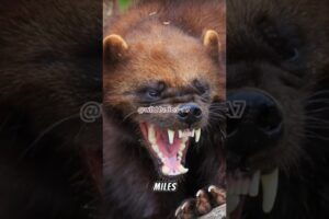 This 30lb Animal FIGHTS Grizzly Bears and Always Wins#wolverine #animals #animalfacts #shorts