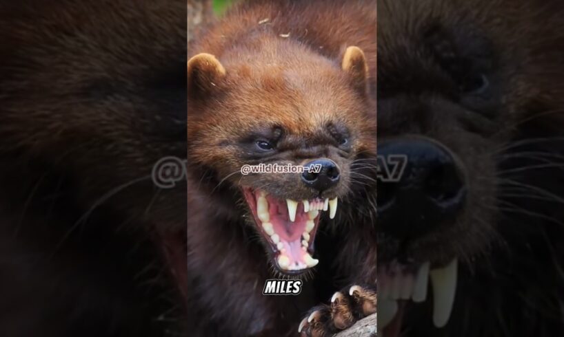This 30lb Animal FIGHTS Grizzly Bears and Always Wins#wolverine #animals #animalfacts #shorts