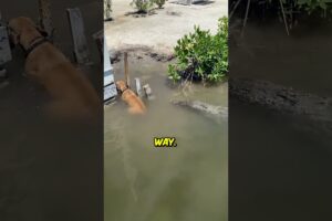 This Dog Cheated Death by Pure Luck