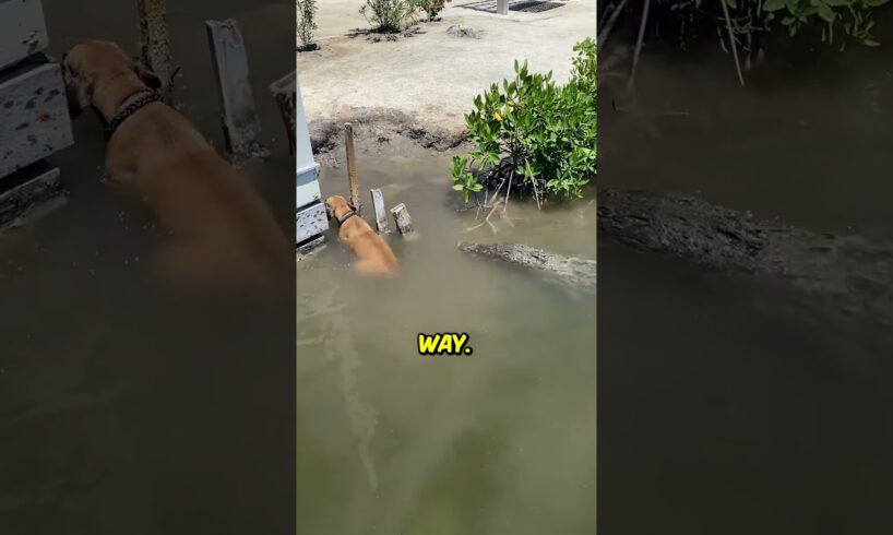 This Dog Cheated Death by Pure Luck