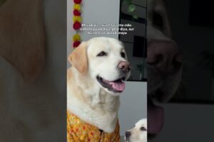 This Max’s story #oscarwonderpup #labrador #ytshort #viral #trending #dogshorts #cute #puppies