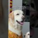 This Max’s story #oscarwonderpup #labrador #ytshort #viral #trending #dogshorts #cute #puppies