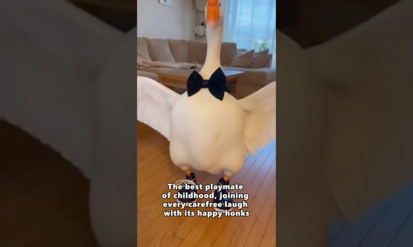 This family rescued a gosling that was trapped under a rock and then...❤️#rescue #animals  #goose