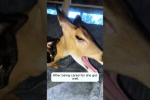 This family rescued a weak mother deer with a broken leg, and then