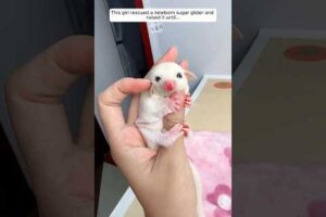 This girl rescued a newborn sugar glider and raised it until...