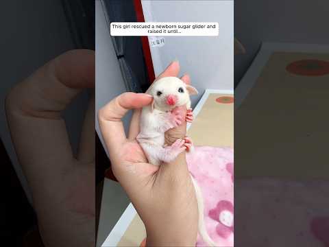 This girl rescued a newborn sugar glider and raised it until...