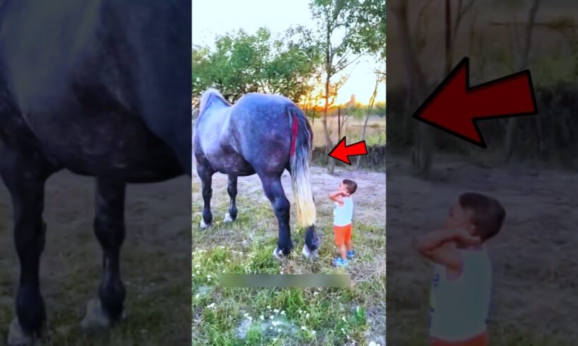 This horse is very kind 🥰 #shorts