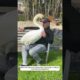 This man rescued a swan that was stuck in a fence and then this happened