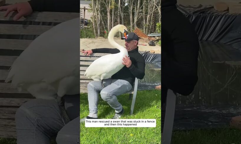 This man rescued a swan that was stuck in a fence and then this happened