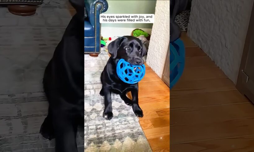 This woman saved an abandoned puppy and gave it a warm home