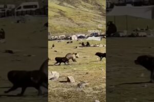 Tibetan brown bears vs dogs #bear #tibet #dogs #fighting #mastiff